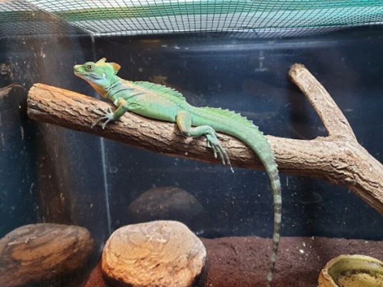 Aqua Vega Aquarium-4